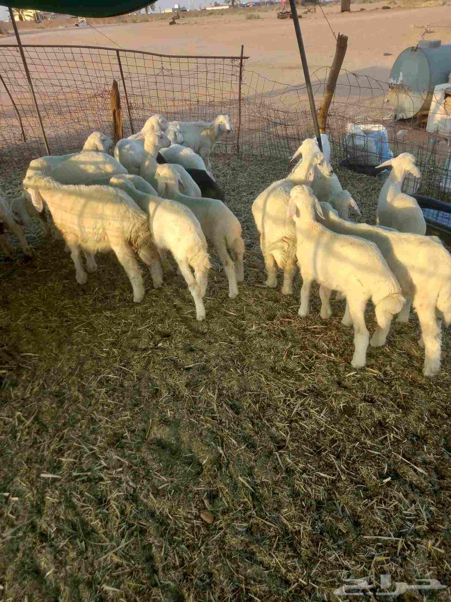 For sale, one healthy and good-quality batch of sheep, condition applies64455673185281110