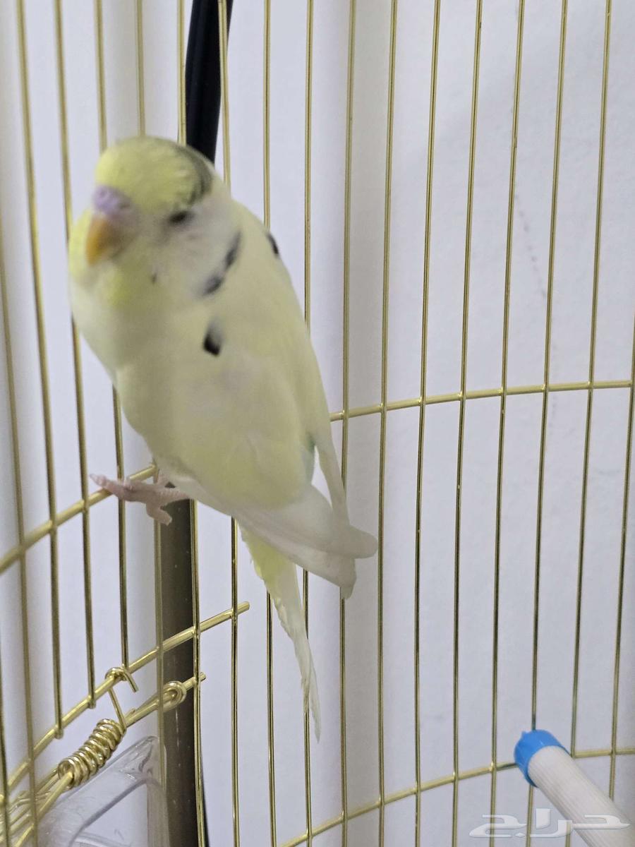 حيوانات اليفه64454963923586111