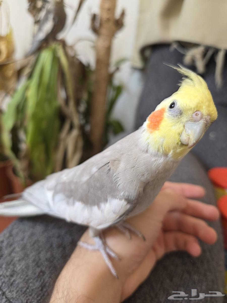 كروان اليف64454137681409114