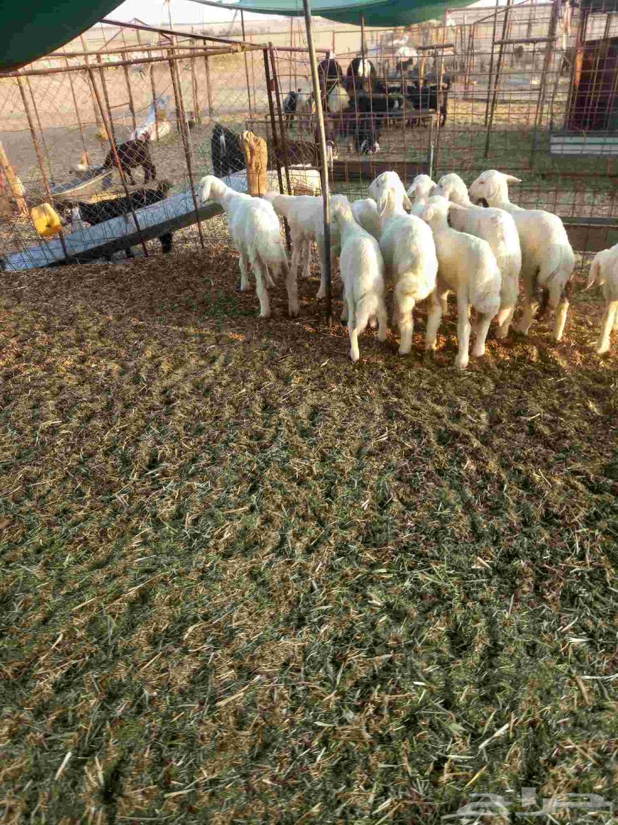 For sale, one healthy and good-quality batch of sheep, condition applies64455673185281112