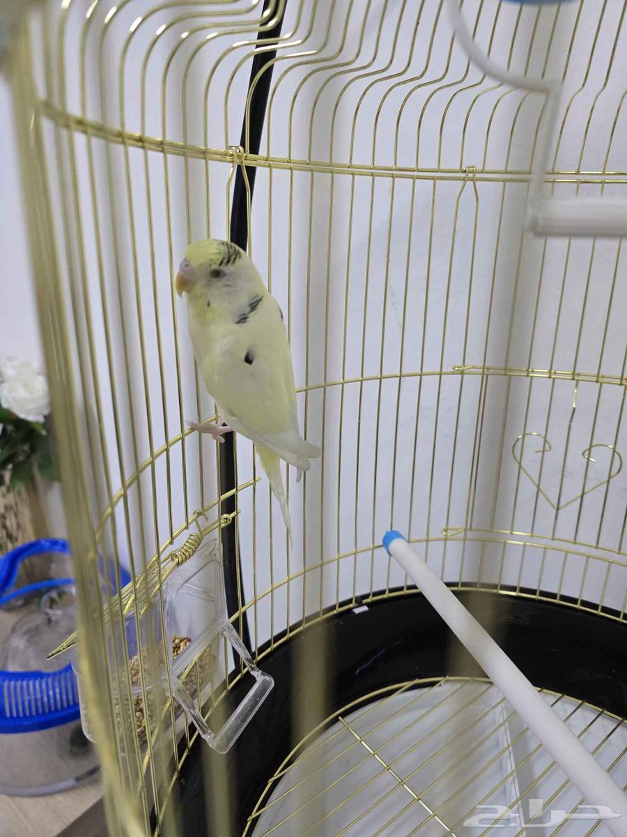 حيوانات اليفه64454963923586112