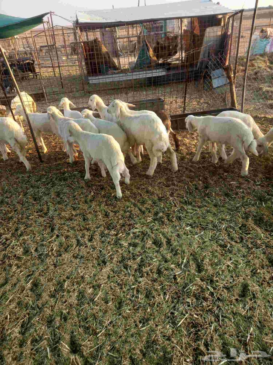 For sale, one healthy and good-quality batch of sheep, condition applies64455673185281113
