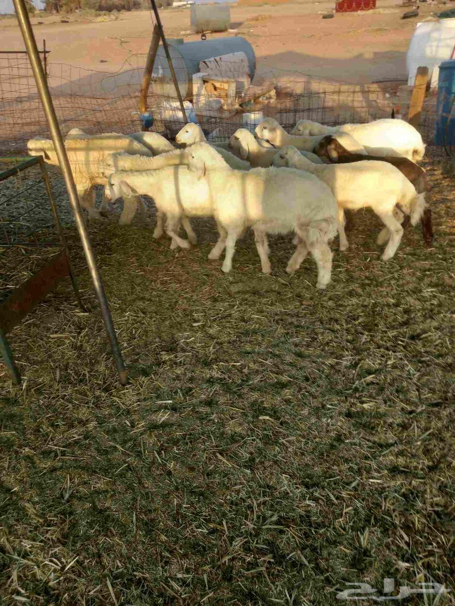 For sale, one healthy and good-quality batch of sheep, condition applies64455673185281114