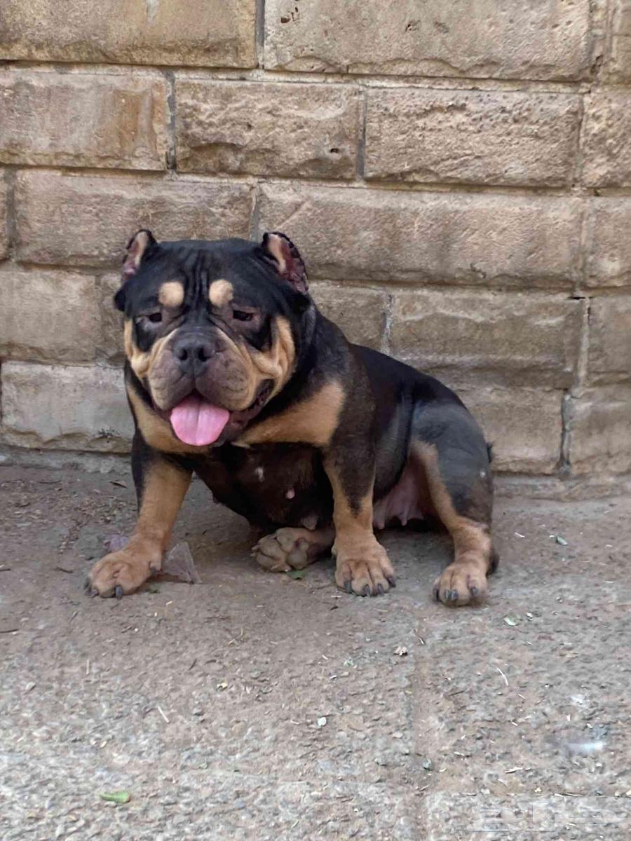 انثى امريكان بولي للبيع64452170849410110