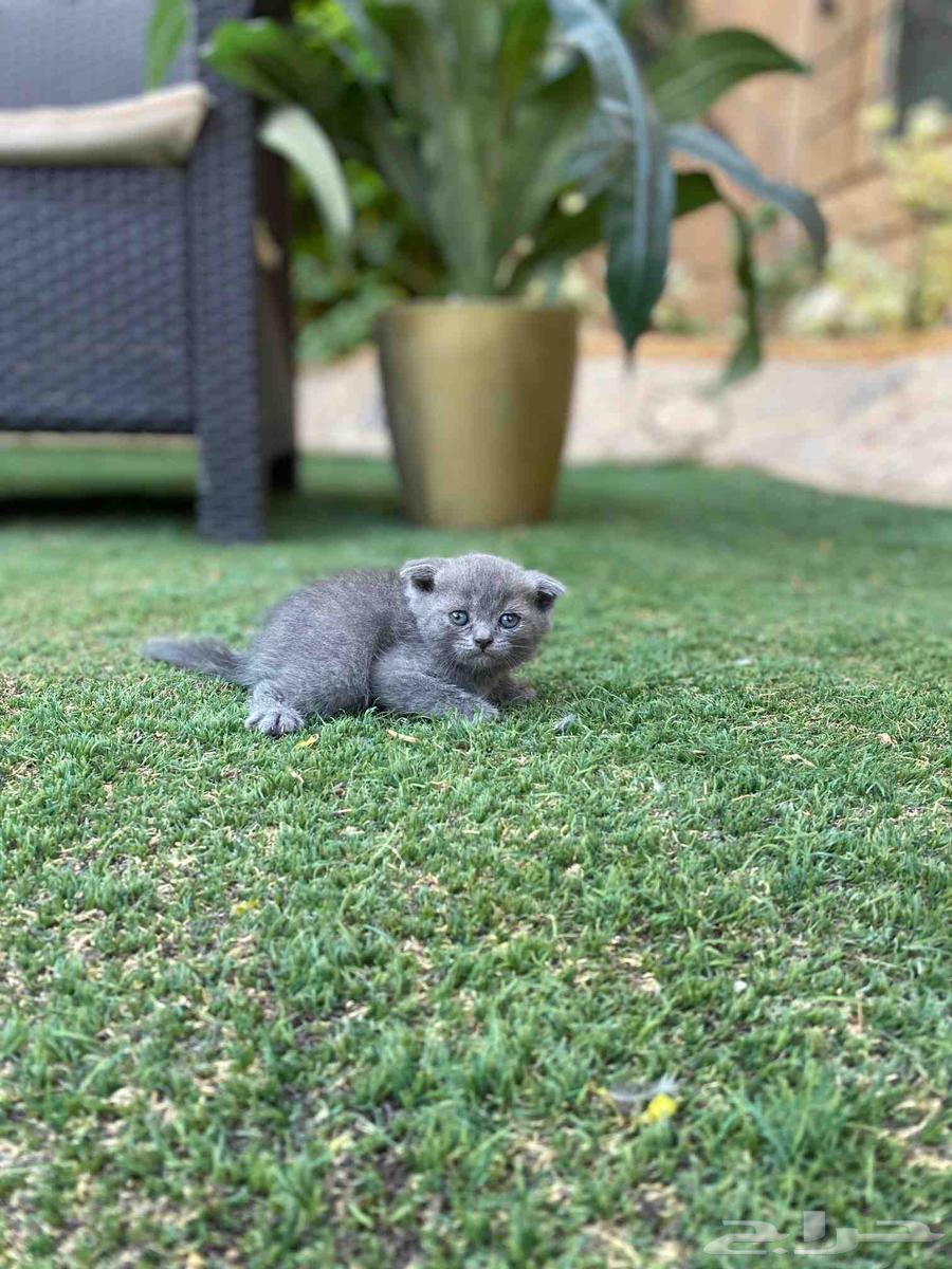 Scottish Fold kittens trained and vaccinated for sale, no adoption64456365345026111