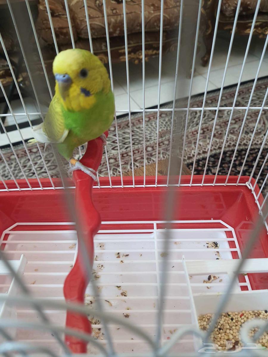 عريس بادجي جاهز64452861446915111