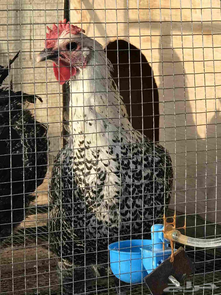 دجاج فيومي شبابي بياض دم صافي64453820067073112