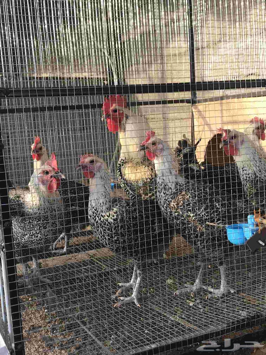 دجاج فيومي شبابي بياض دم صافي64453820067073110