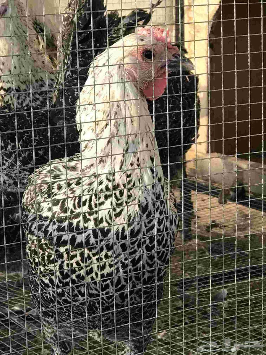 دجاج فيومي شبابي بياض دم صافي64453820067073111