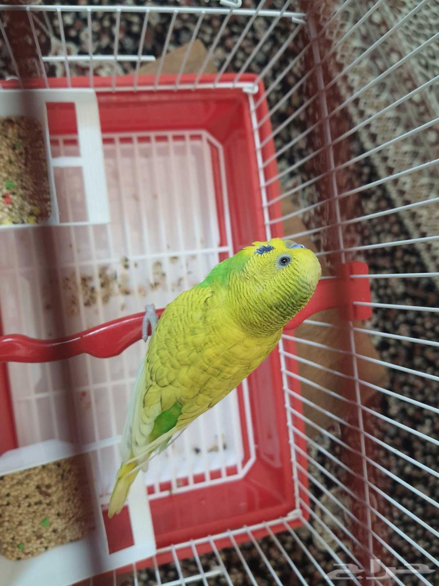 عريس بادجي جاهز64452861446915112