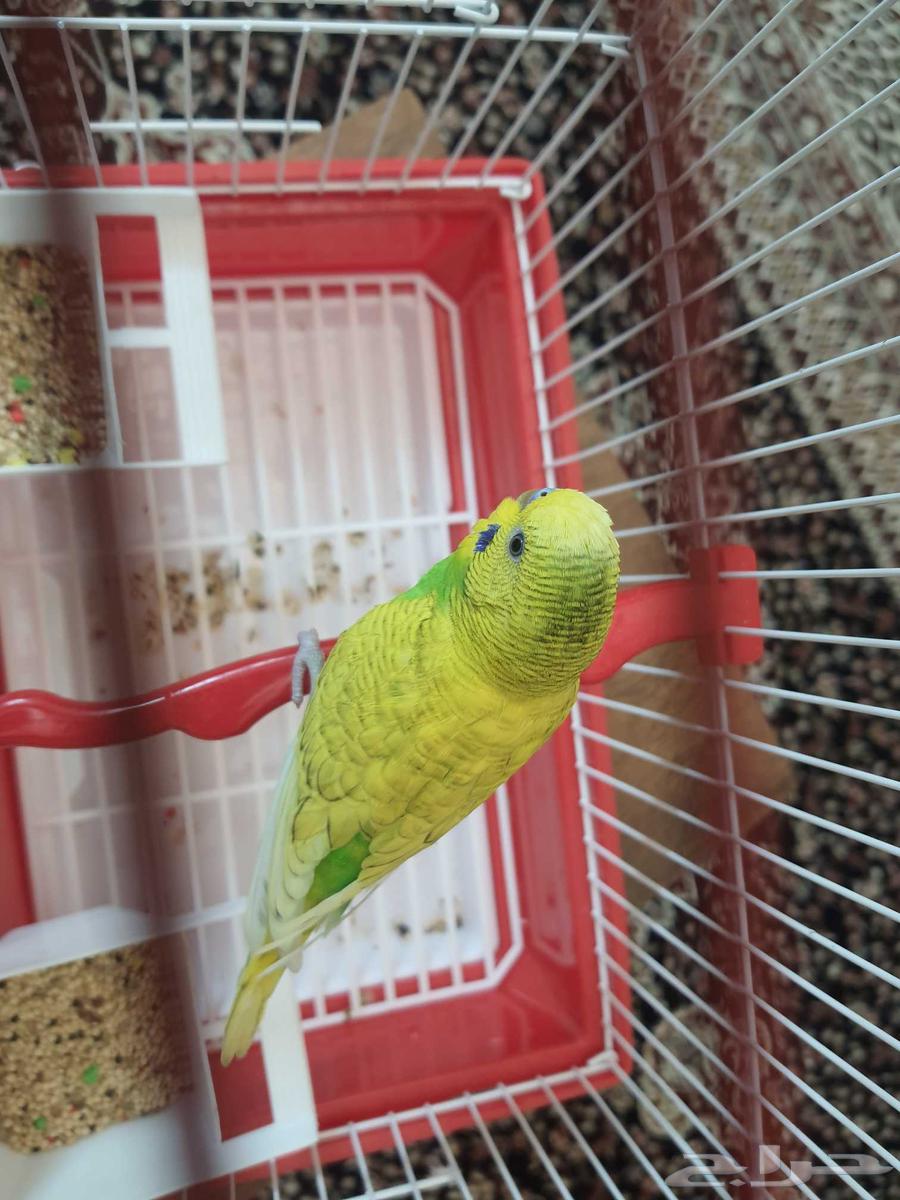 عريس بادجي جاهز64452861446915113