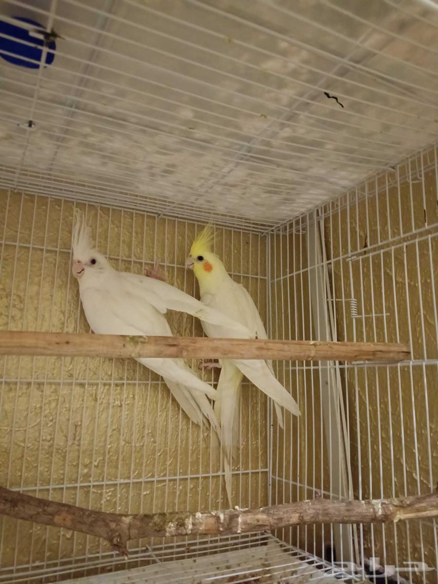 زوج كروان لاتينو و البينو قفص مجانا ...64454523056643111