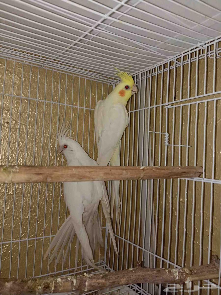 زوج كروان لاتينو و البينو قفص مجانا ...64454523056643110