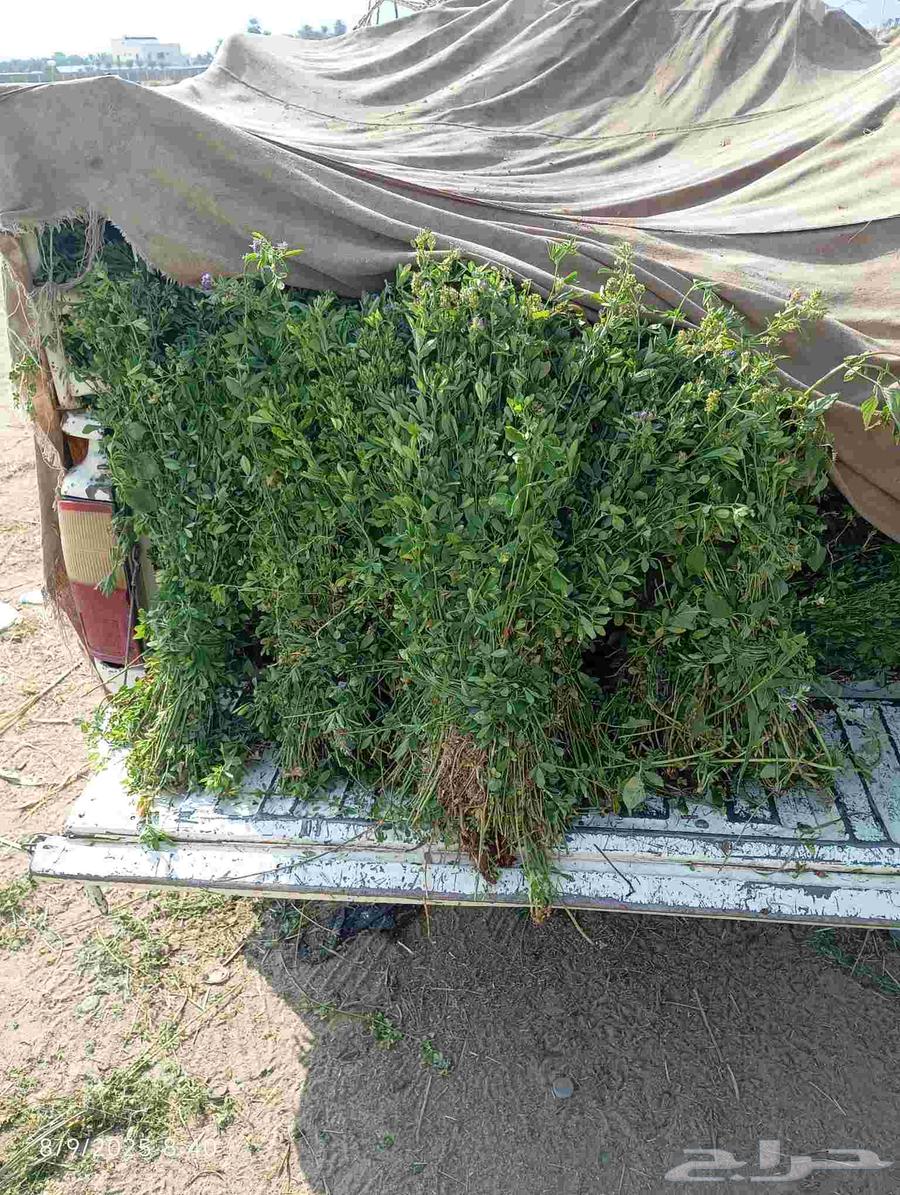 قضب .برسيم حمله للبيع64435217812739112