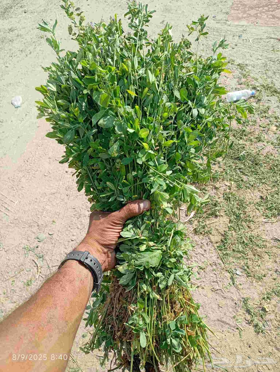 قضب .برسيم حمله للبيع64435217812739113