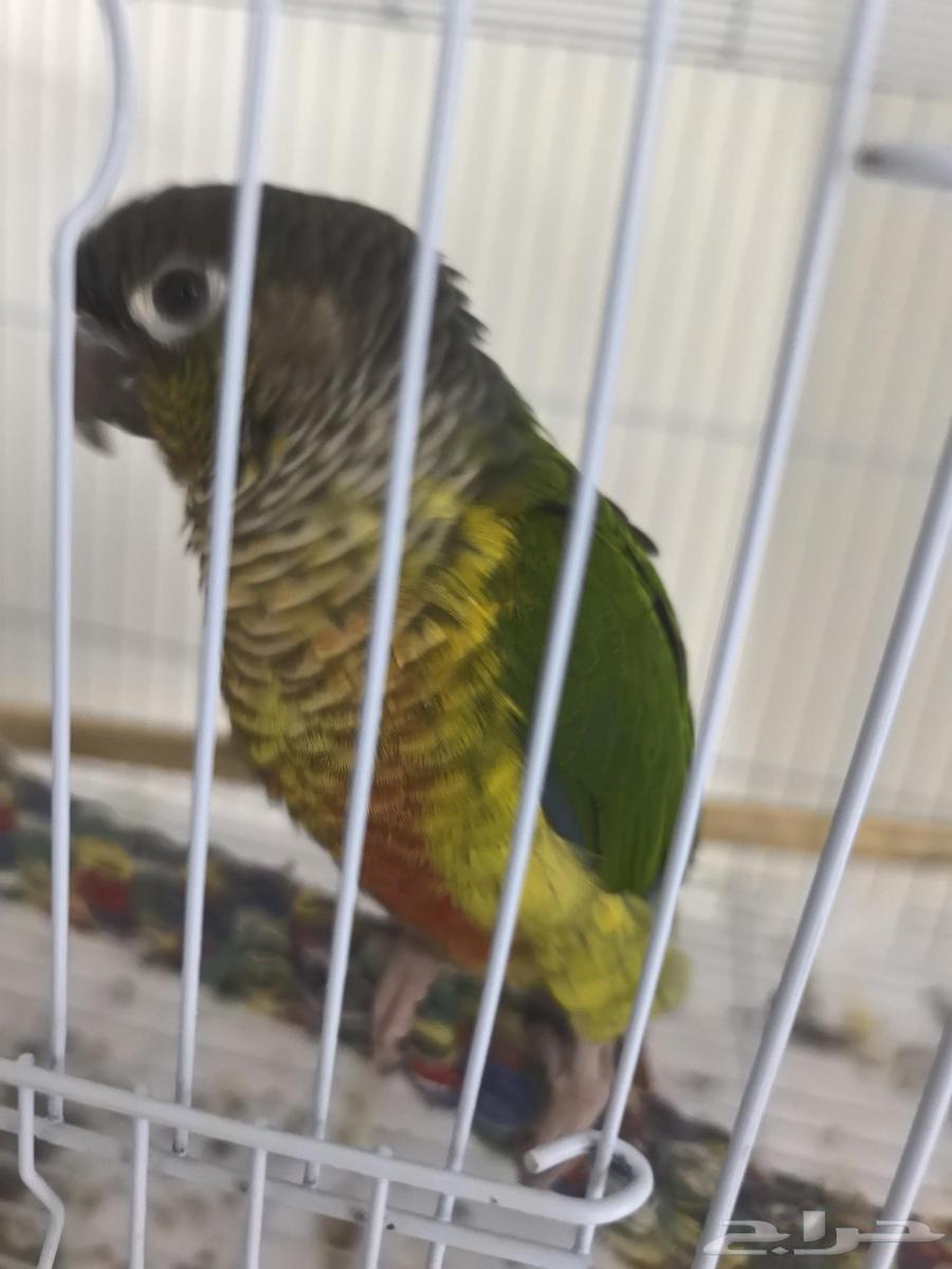 طير كنيور للبيع64456707450243111