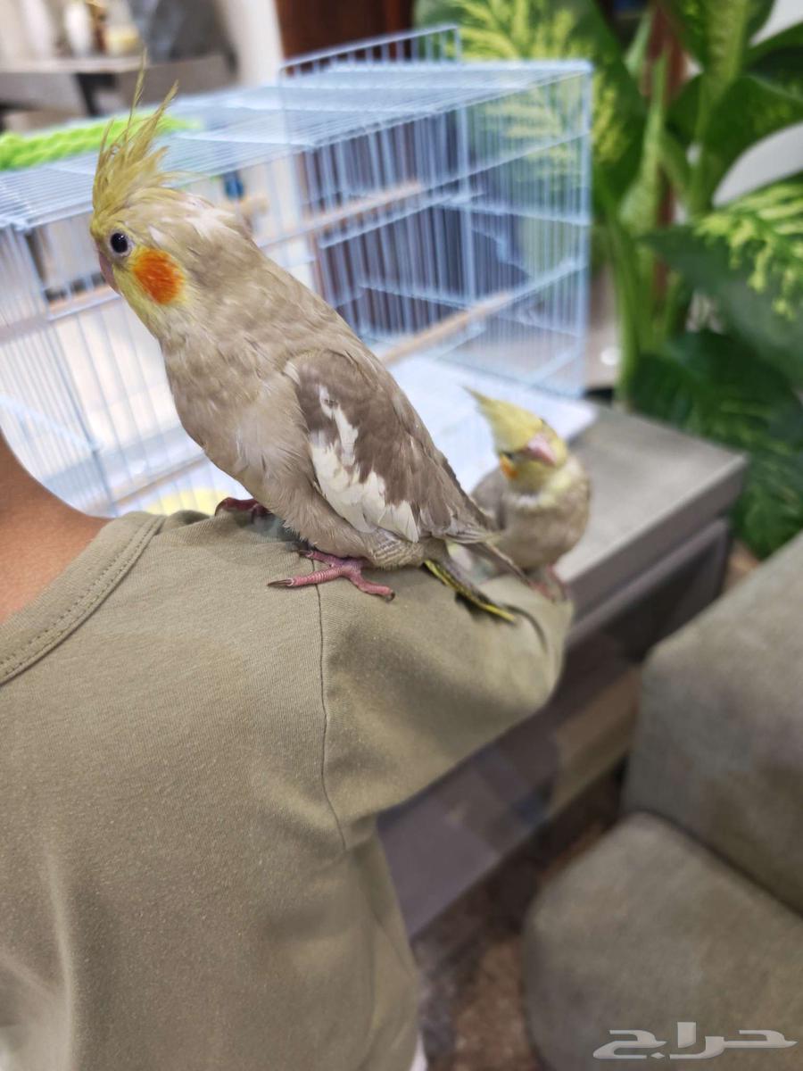 كروان اليف64454578013186113