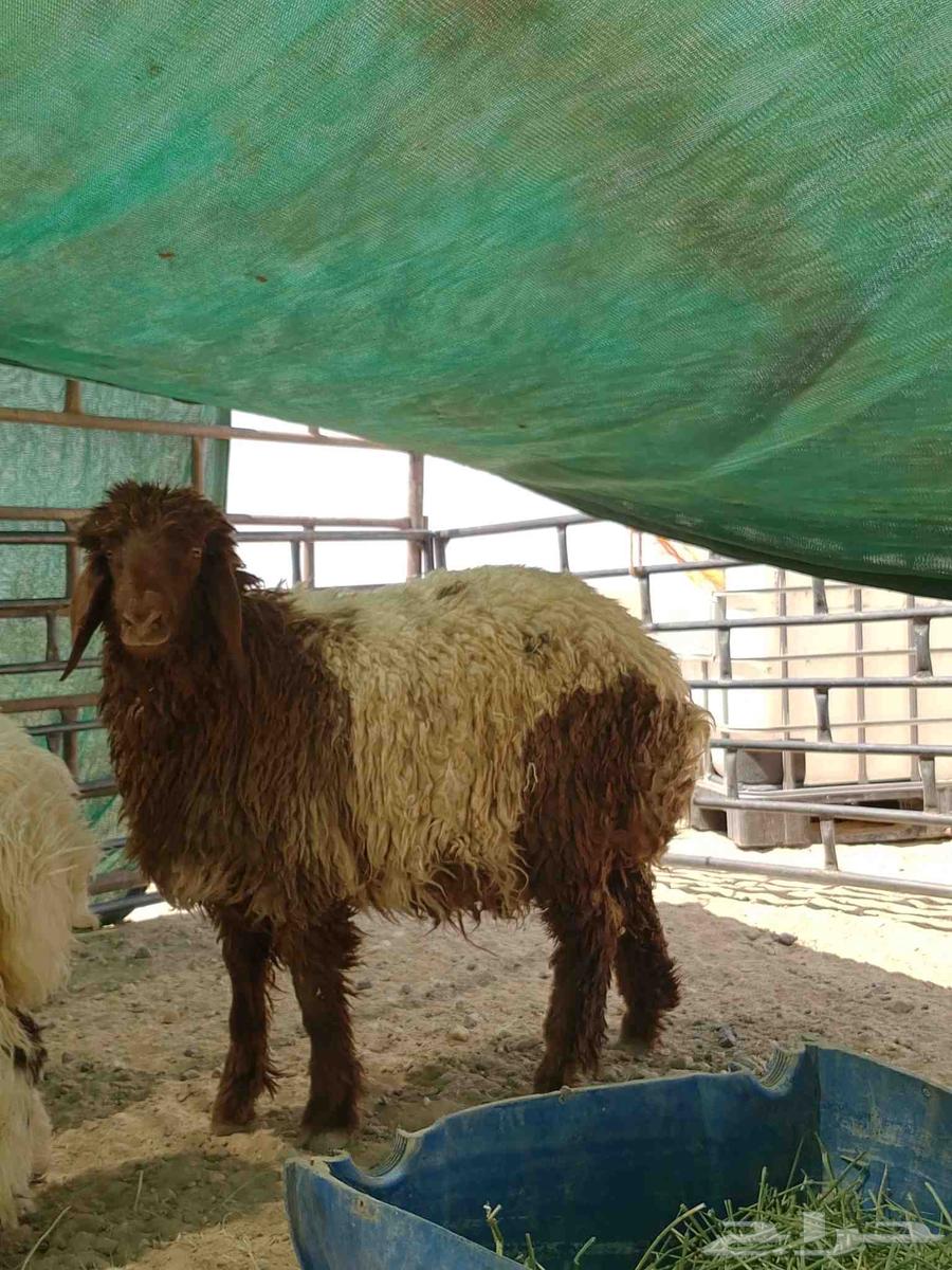 ذبياح زبده شي ناهي اسعار معقوله64447042524929113