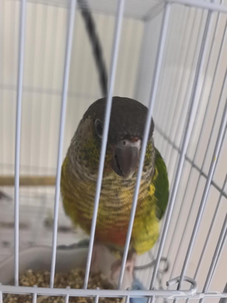 طير كنيور للبيع64456707450243110