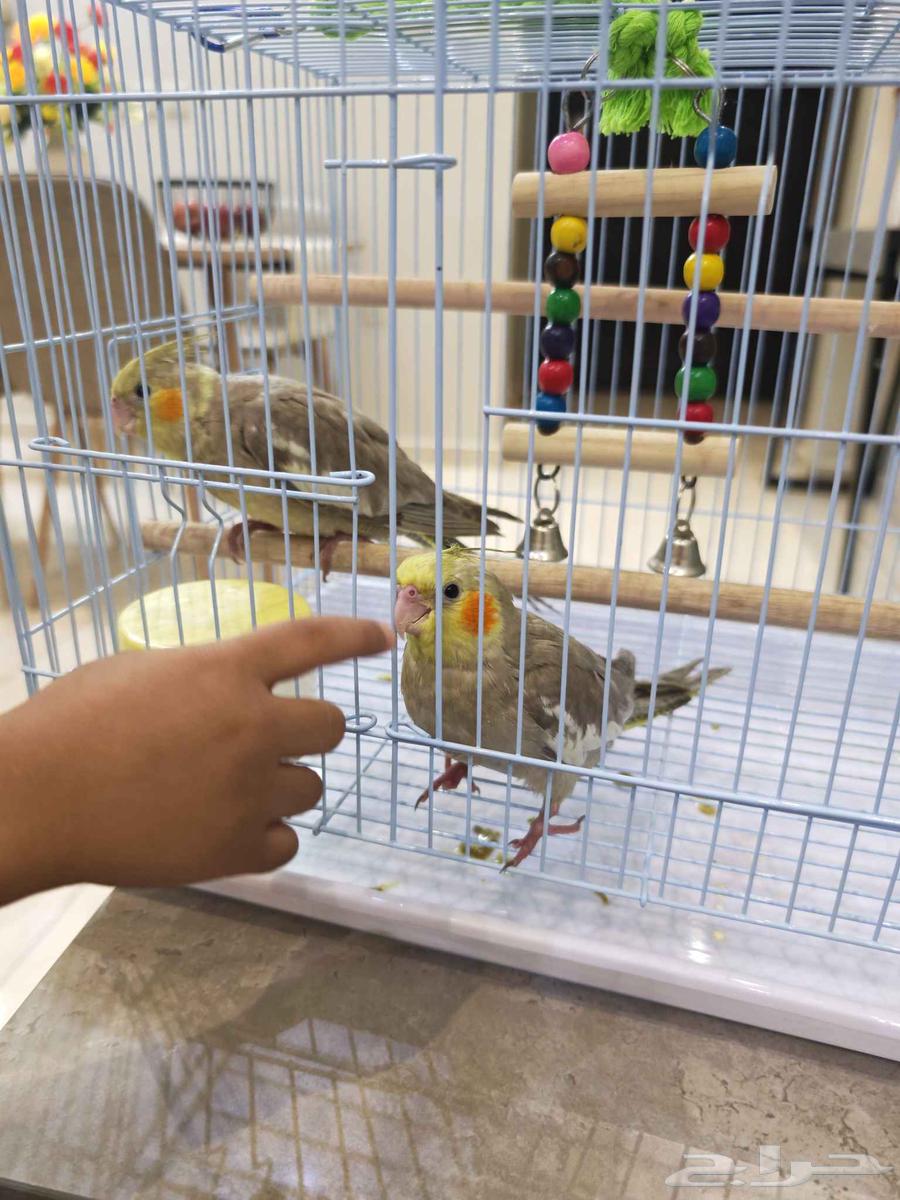 كروان اليف64454578013186110