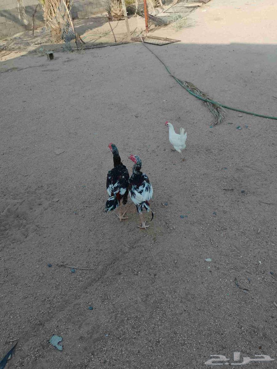 ديكه بكستاني سندي اعمره سته اشهر64454137632002112