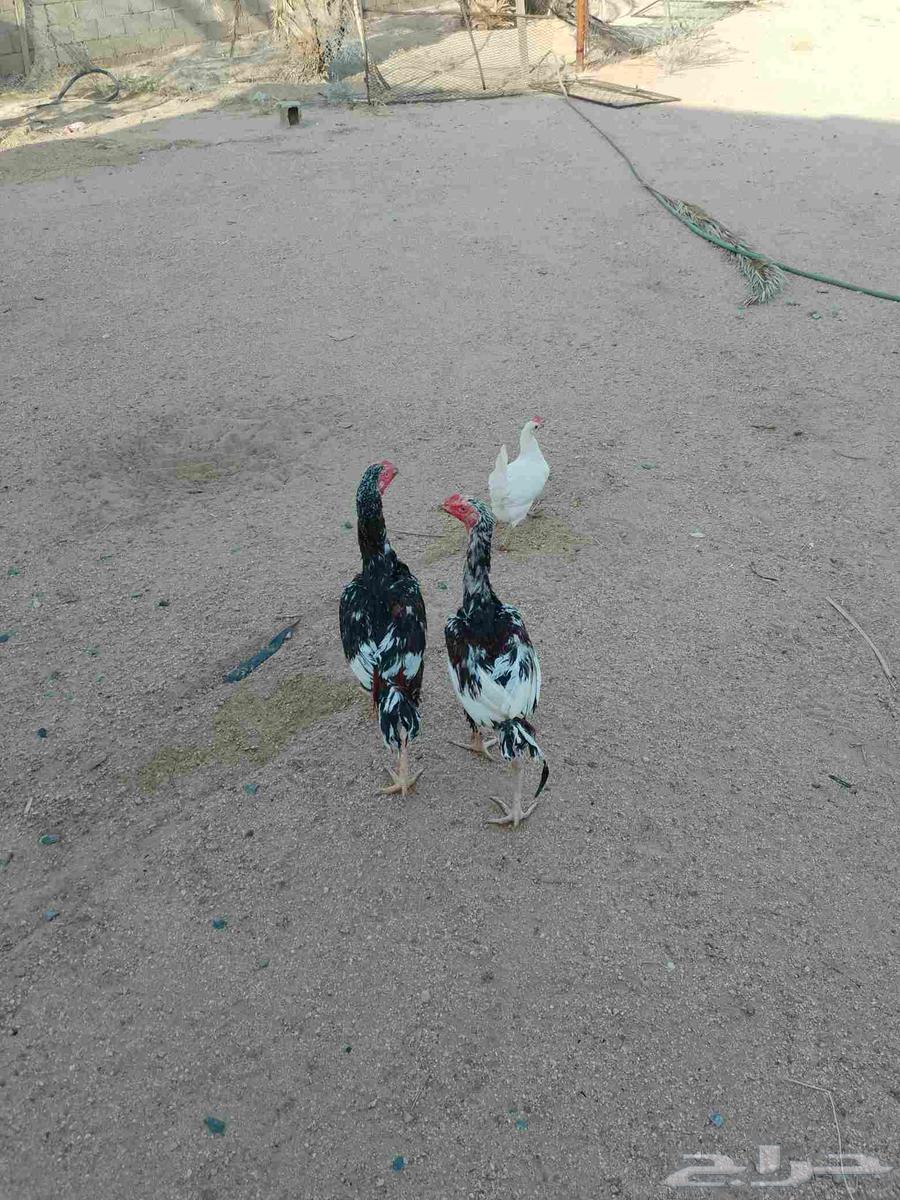 ديكه بكستاني سندي اعمره سته اشهر64454137632002110