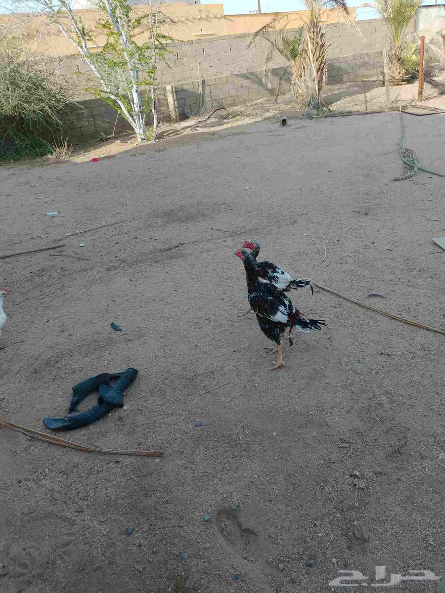 ديكه بكستاني سندي اعمره سته اشهر64454137632002111