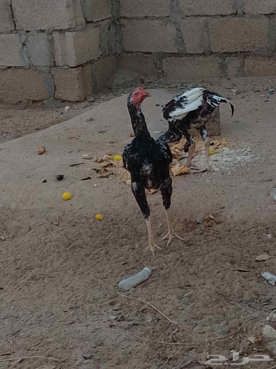 ديكه بكستاني سندي اعمره سته اشهر64454137632002113