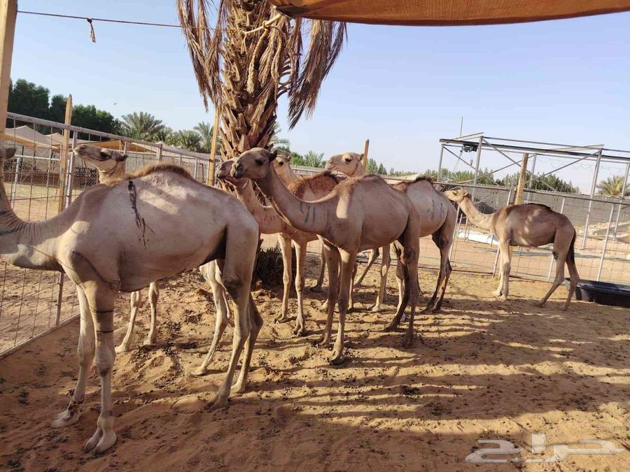 Somali goats with full internal organs, lowest price for retail and wholesale64454936530946112