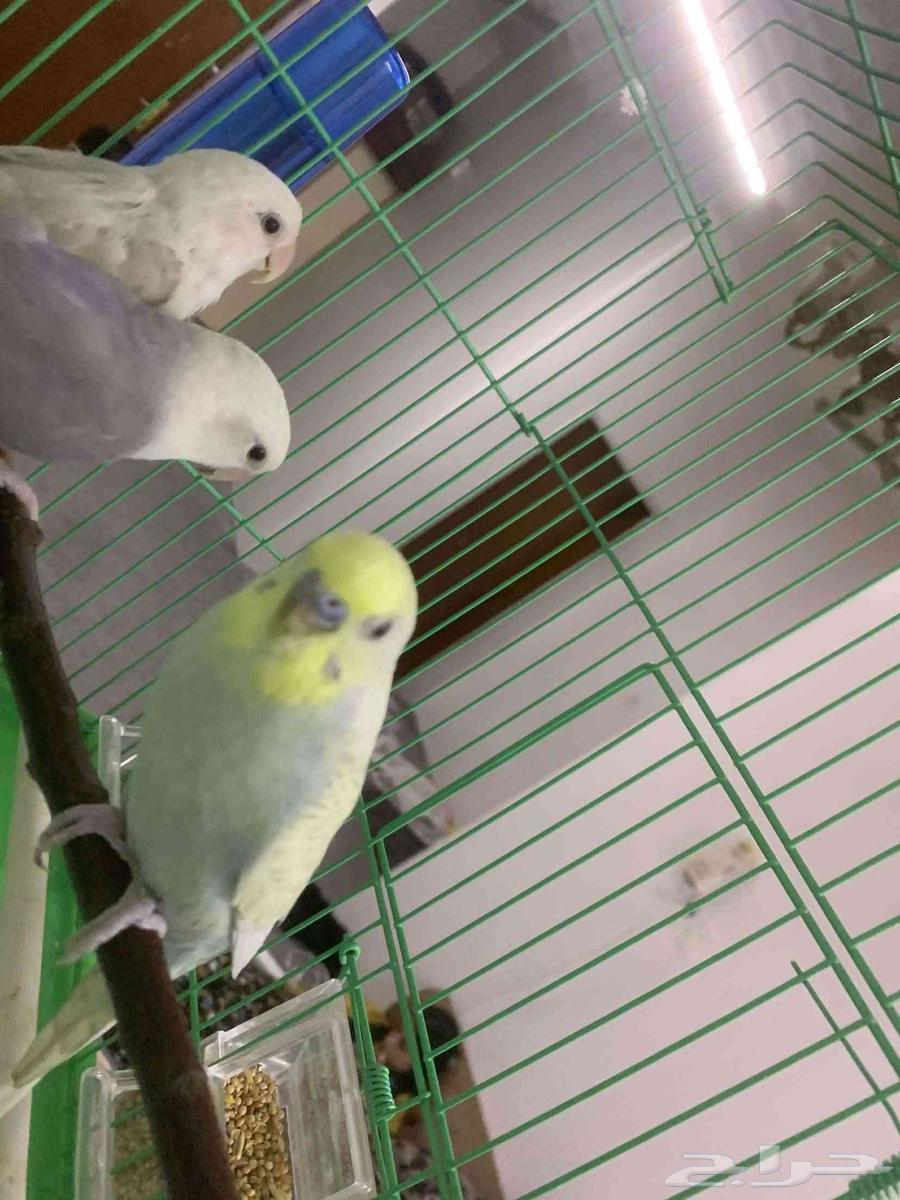 طيور بادجي للبيع64450185011586112