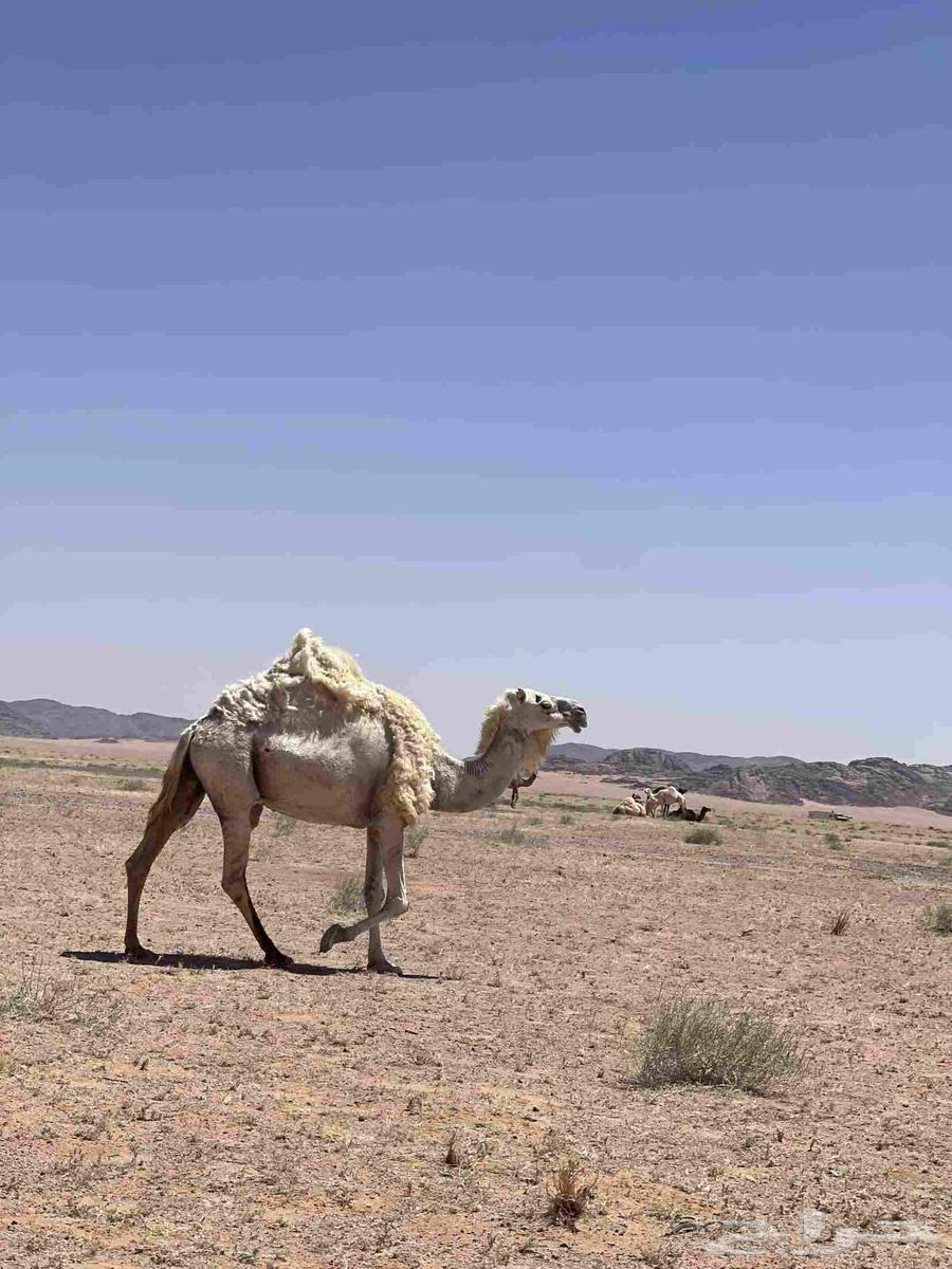 للبيع انياق لقحات64431767849345114