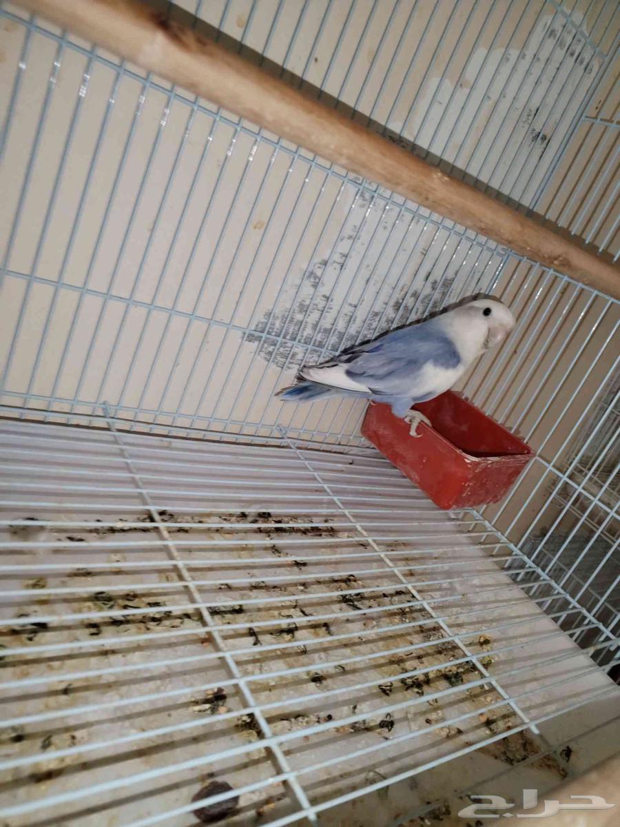 جوز روز منتج معاه بيض64451217555970111