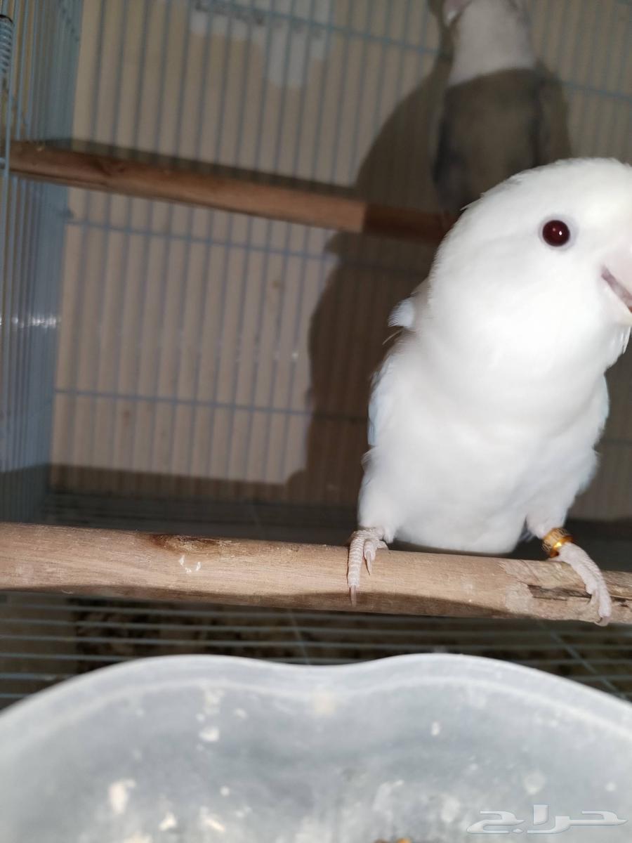 جوز روز منتج معاه بيض64451217555970114