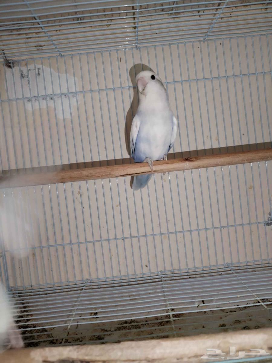 جوز روز منتج معاه بيض64451217555970113