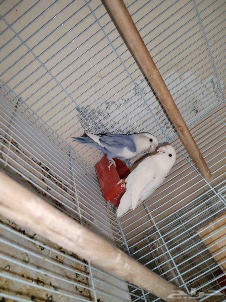 جوز روز منتج معاه بيض64451217555970110