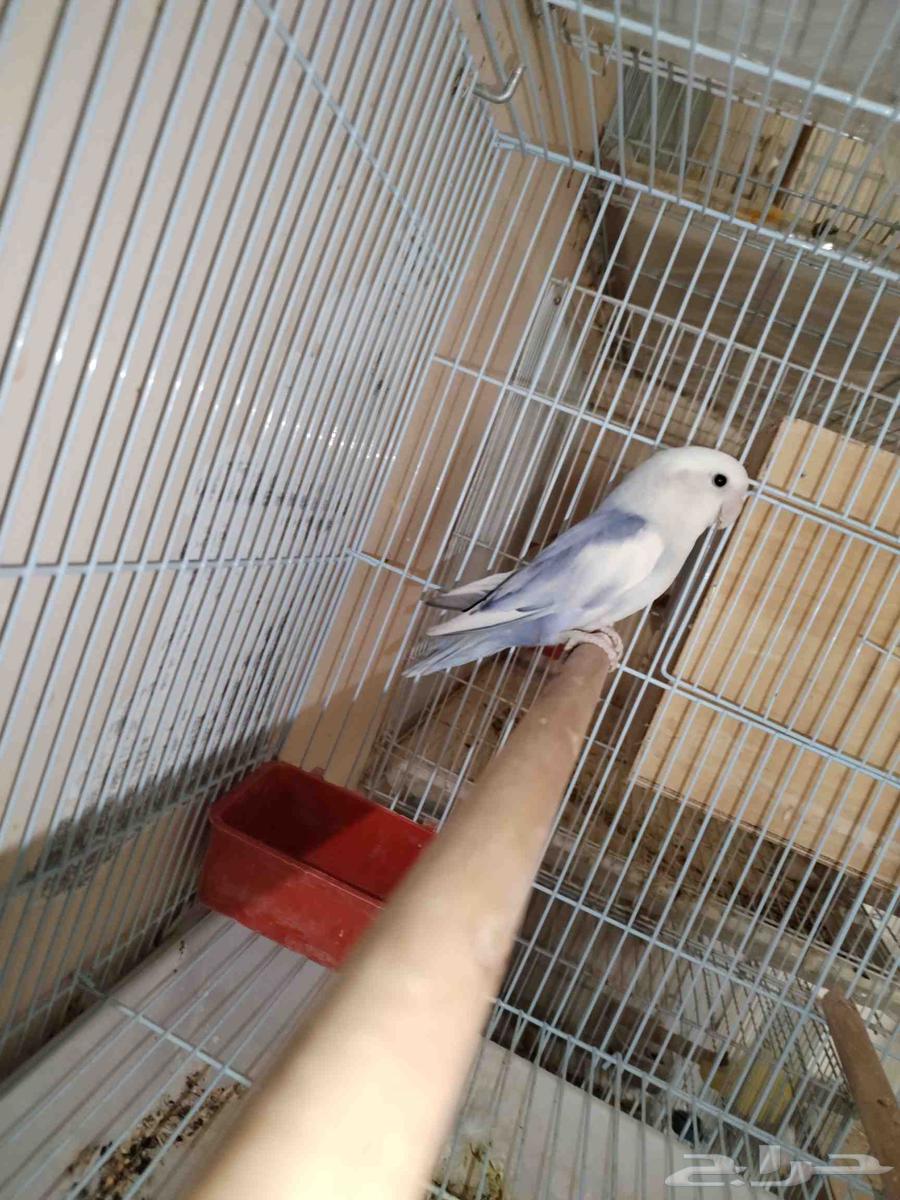 جوز روز منتج معاه بيض64451217555970112