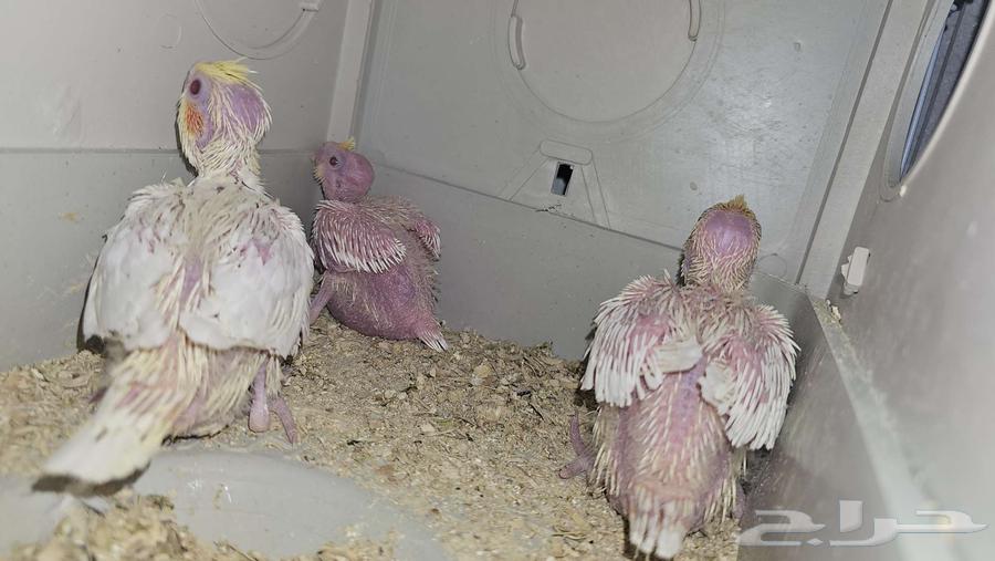 فروخ كروان ( تم البيع )64455058882561110