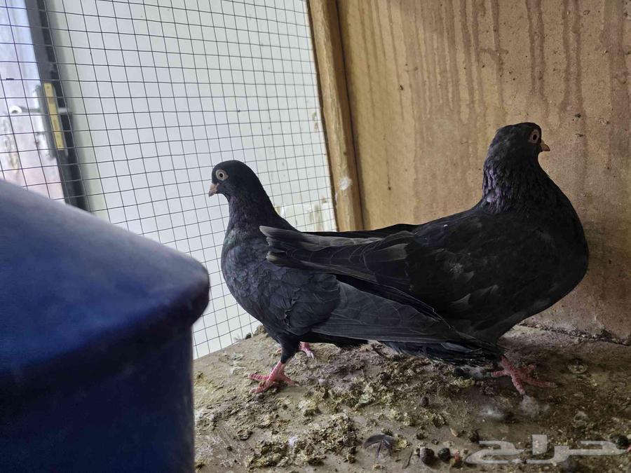 للبيع حمام قطايف الخرج64455440712065114