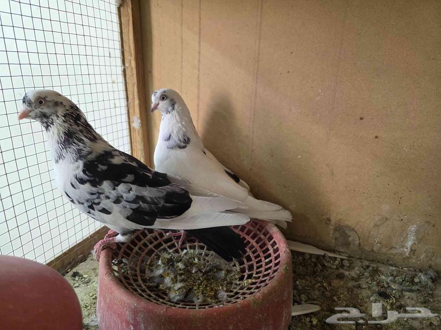 للبيع حمام قطايف الخرج64455440712065112