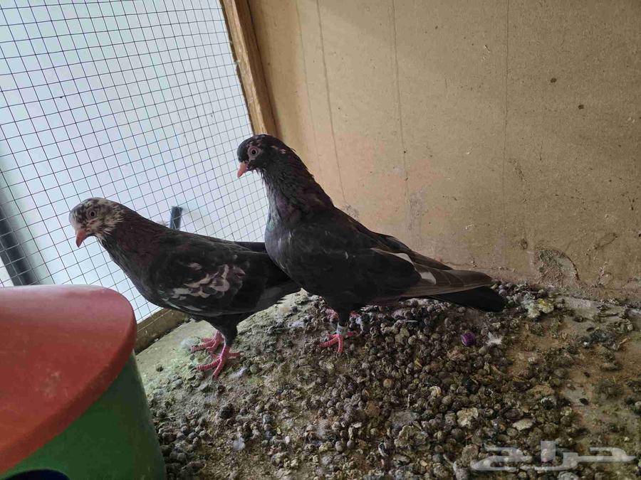 للبيع حمام قطايف الخرج64455440712065113