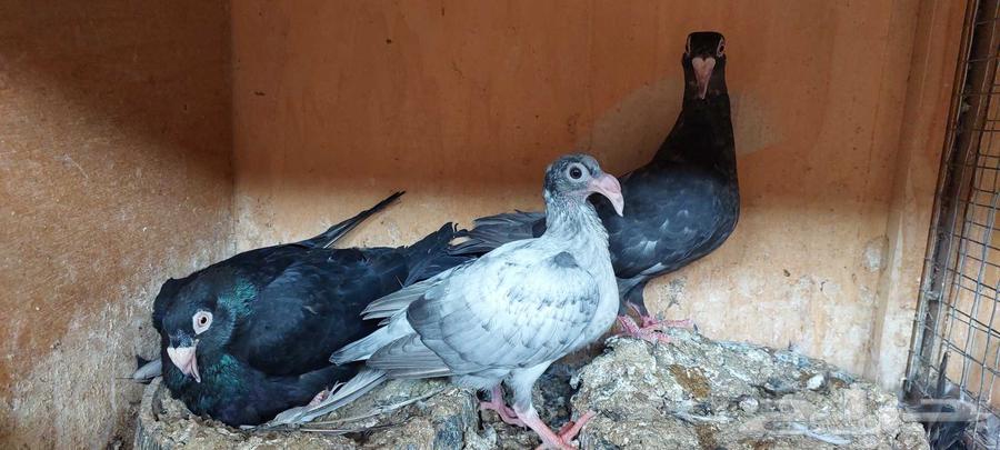 Chicks Mareecils .. Black Opel (Sold)64449849612161114