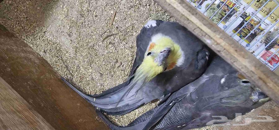 طيور للبيع64456199387267110