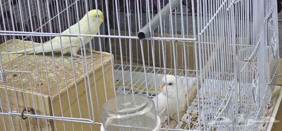 طيور للبيع64456199387267112