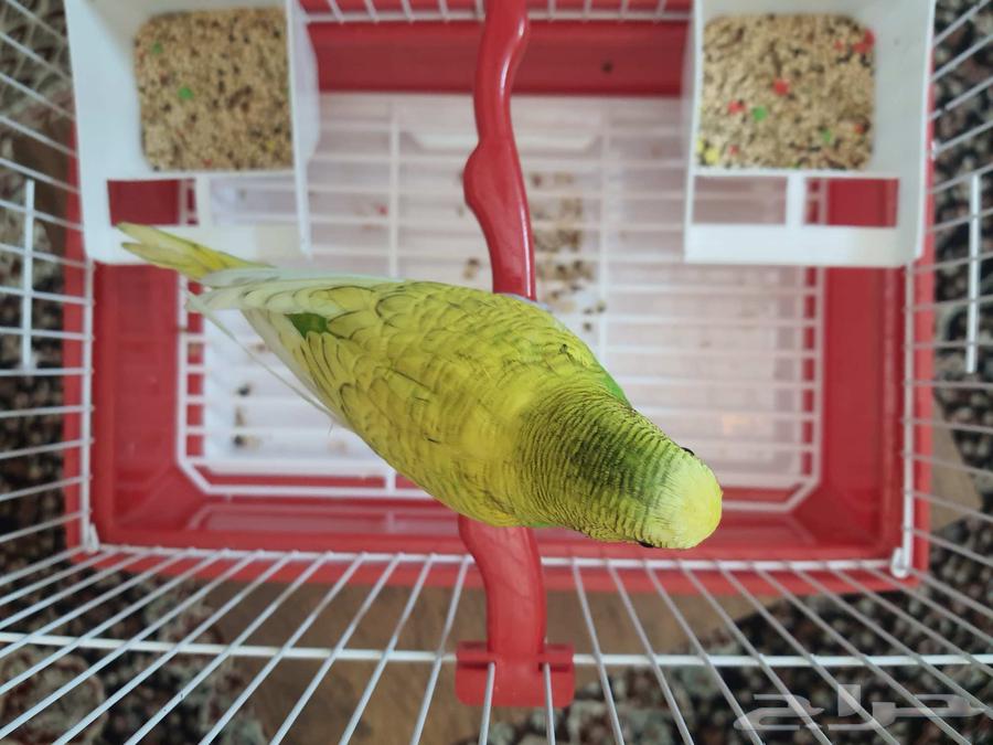 عريس بادجي جاهز64452861446915110