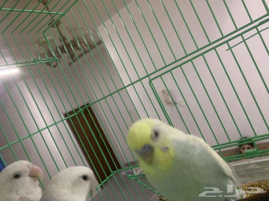 طيور بادجي للبيع64450185011586111