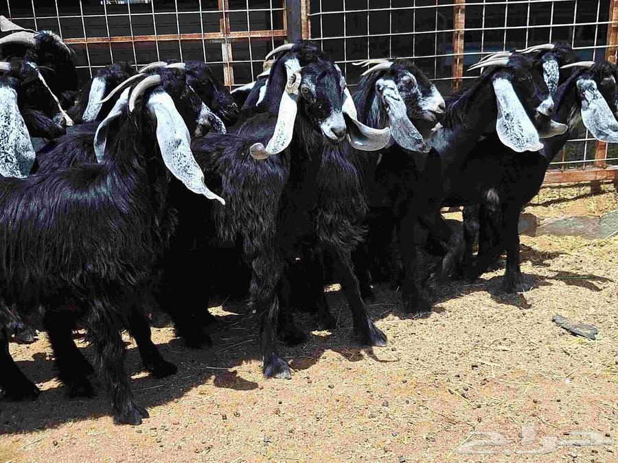 جفرات عوارض مراح دفيع العدد 18 با الفحل للقناي64451619597698110