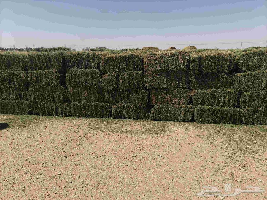 Barseem Sajer64455921552386110