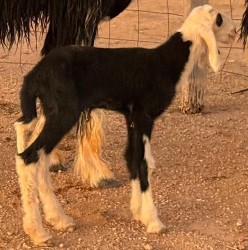 رخال نجد صنف معرفات ( تم البيع)64455290917633113