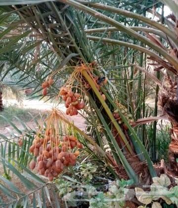 نخل للبيع نخل ثمر64451606395650111