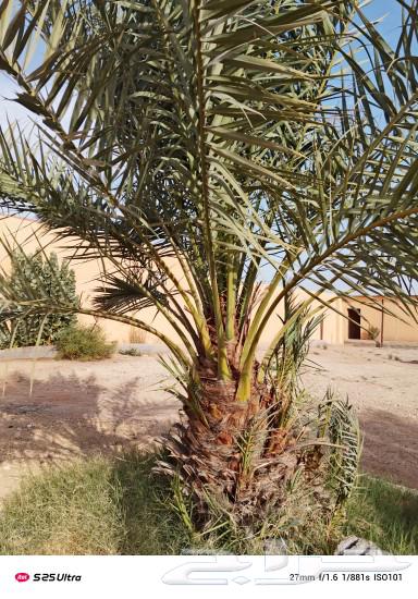 نخل للبيع64452023096706113
